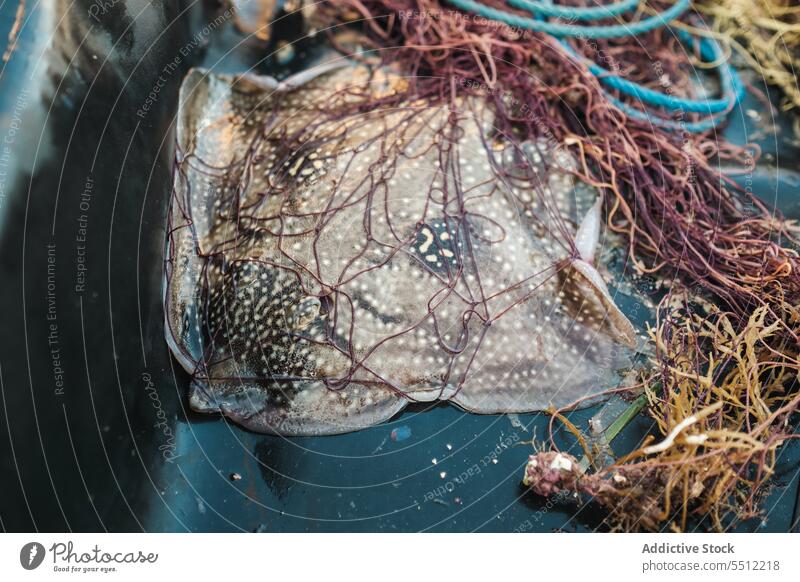 Leopard whipray in tackle on trawler leopard whipray himantura leoparda catch net fishing schooner tied plant soller balearic islands mallorca local tradition