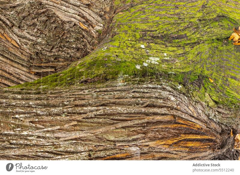 Bark of the tree bark texture old natural wood trunk brown abstract surface material timber forest rough plant close-up nature life season ecology environment