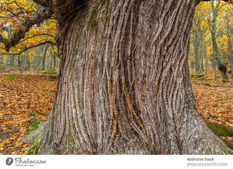 Large tree trunk in autumn park leaf weather foliage bark cover grass season fall coast nature countryside calm woodland serene woods daytime flow rough wither