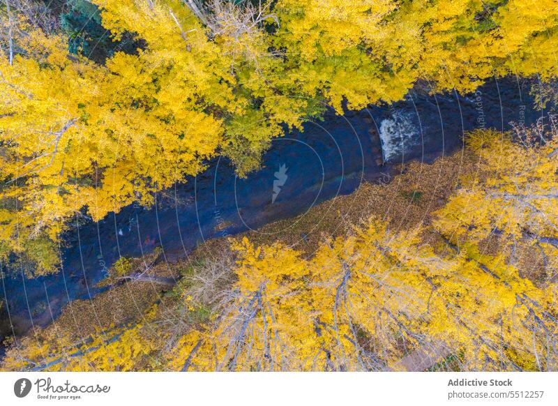 Picturesque view of river between trees in autumn nature landscape forest season daytime countryside scenery picturesque yellow fall amazing background scenic