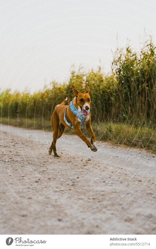Brown dog in field in running nature animal brown canine mammal cute domestic pet rural lovely lonely adorable fun alone funny grass activity hunting nice