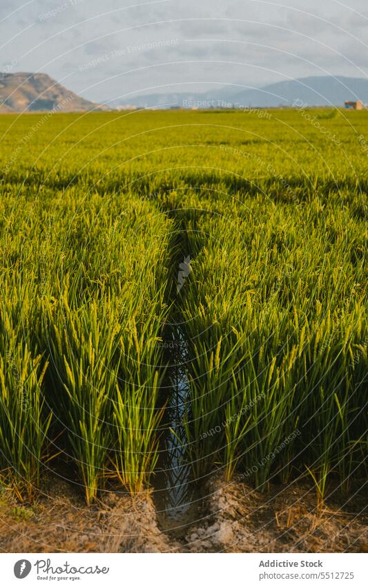 Vast rice fields vast scenic mountain paddy province cloud sky contrasting low high water landscape picturesque agricultural nature agriculture peak soil green