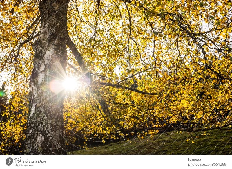 Autumn (t) Sunlight Tree Leaf Forest Yellow Birch tree Back-light Autumn leaves Autumnal Autumnal colours Automn wood Colour photo Exterior shot Day Light