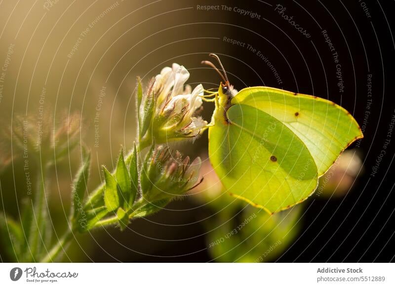 Cleopatra butterfly sitting on white flower blossom field nature gonepteryx cleopatra pieridae flora summer meadow wild delicate botany harmony wonderful