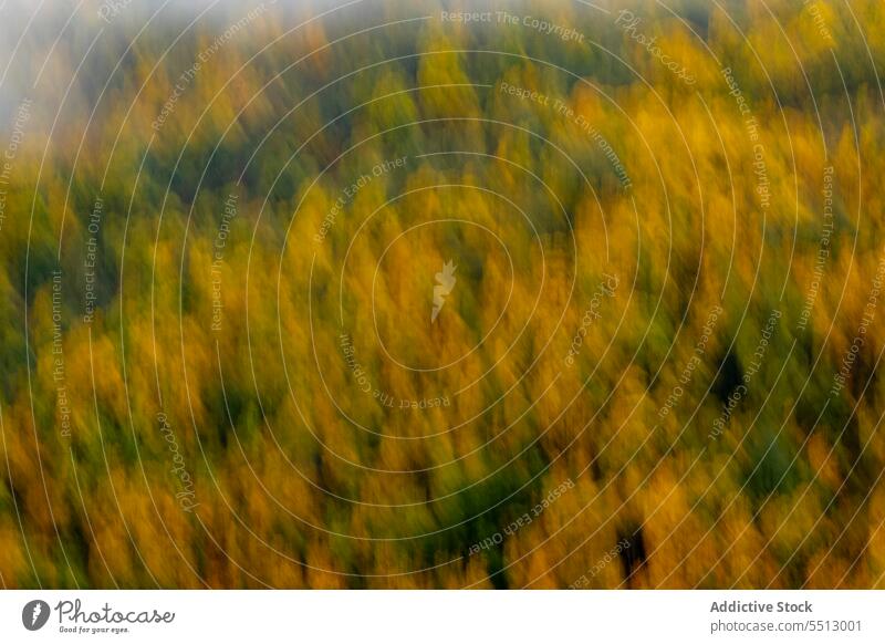 Blurred autumn trees in nature landscape forest woods foliage colorful environment trunk fall scenery season golden wild calm idyllic leaf silent branch valley