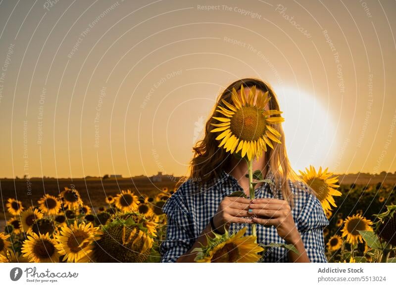 Anonymous woman with sunflower standing near field in summer evening cover face countryside sunset nature hide sundown female rural plant flora dusk floral