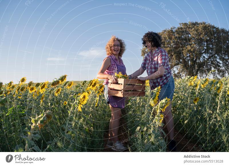 Happy women with box of sunflowers in field fresh summer carry friend happy together female smile bloom blossom positive nature cheerful blue sky wooden
