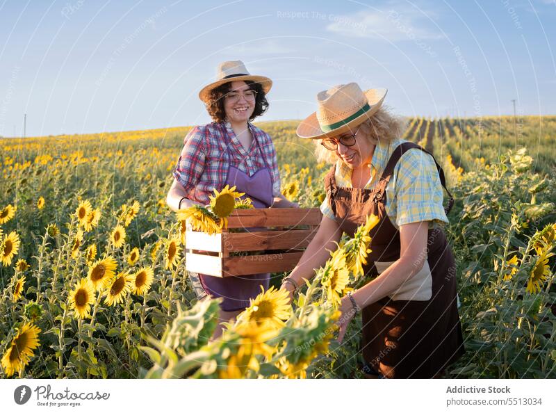 Happy women with box of sunflowers in field fresh summer carry friend happy together female smile bloom blossom positive nature cheerful glasses pick harvest