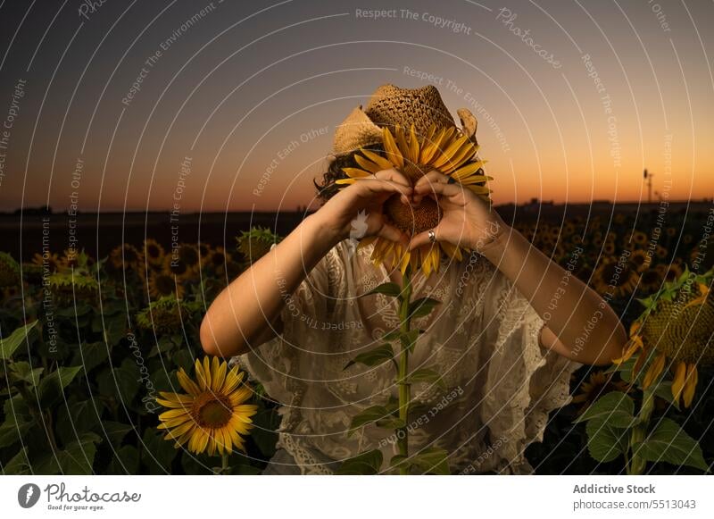 Unrecognizable woman hiding behind sunflower and showing heart sign gesture field sunset countryside hide summer love female nature sundown evening twilight