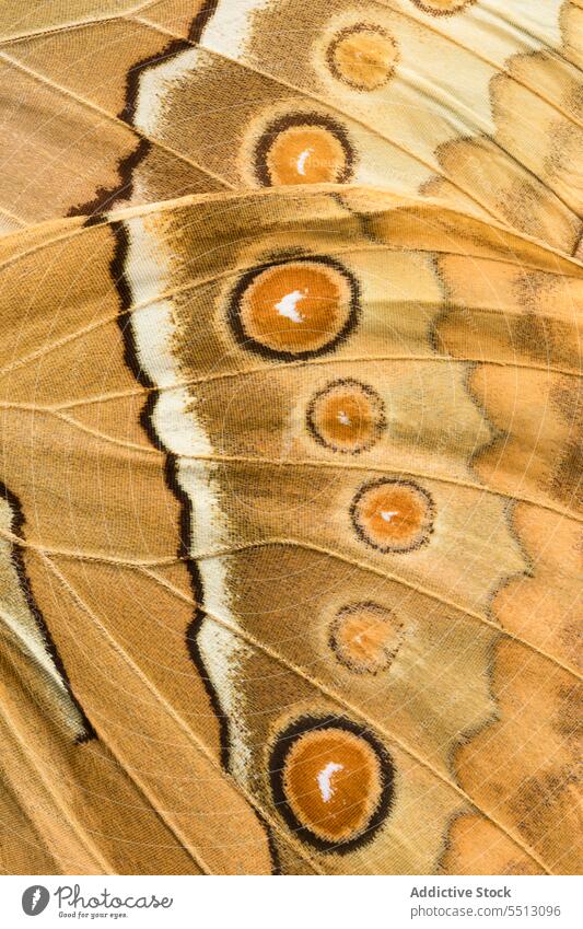 Colorful brown wings of butterfly with round spots ornament line texture natural wildlife pattern colorful bright insect blot detail fauna background harmony