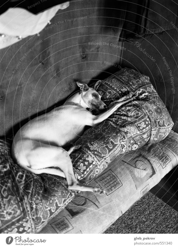 Doc #qeen Pet Dog 1 Animal Think Sleep Wait whippet Black & white photo Interior shot Deserted Isolated Image Neutral Background Day Deep depth of field
