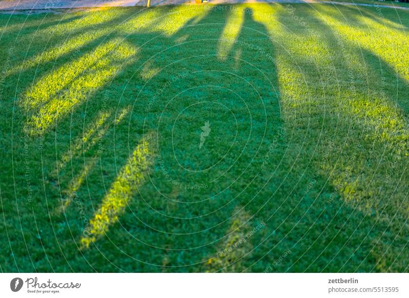 Shadow on the meadow Beer garden free time Gastronomy Grass Autumn Light Park Lawn Summer Sun city park Forest Meadow Weekend Green surface wide distance