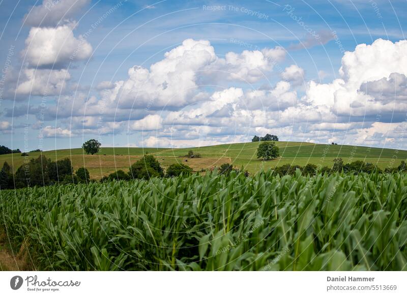 Corn field in the foreground, hilly country in the background, green meadows / pastures, scattered trees, blue sky with spring clouds. Summer Field Agriculture