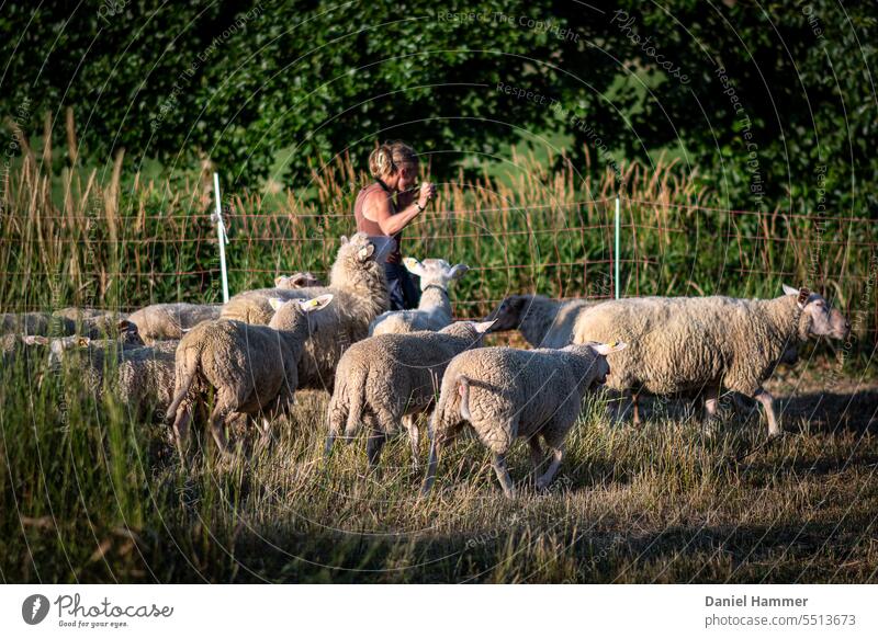 Flock of sheep surrounds shepherdess and demands treats and petting. In the background a sheep fence, tall grass, a hedge and trees. Sheep