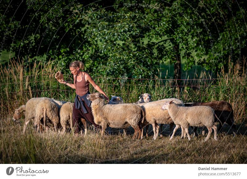 Nine sheep and a woman in a summer meadow. Woman stroking a sheep shortly after having delicious sheep cookies. In the background trees, hedge and tall grass and a sheep fence.