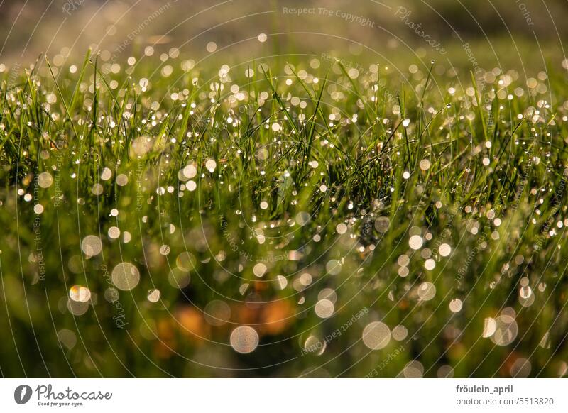 Drop circles | Meadow with dew | Drinkje at Inkje Dew Drops of water Grass Green Morning Spring Nature Wet Fresh Water Close-up Plant Exterior shot