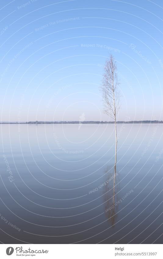 morning silence on the lake Lake Dümmer See Water Surface of water Tree Birch tree reflection Water reflection Horizon Sky tranquillity silent double