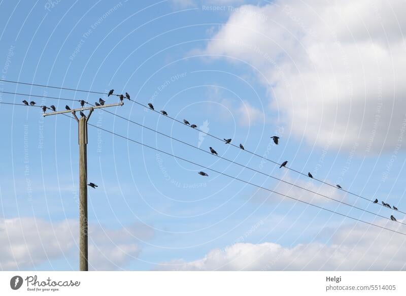 many crows roost on power lines, some fly around birds Raven Bird Many late summer Power lines Pole Sky Clouds Beautiful weather Sit Flying rest Raven birds
