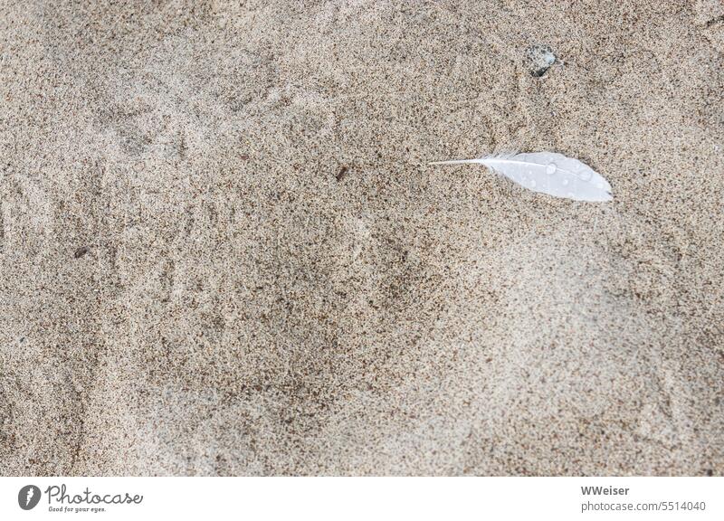 A feather and many footprints reveal that birds have walked through the wet sand Sand Beach Feather Tracks Bird Prints feet Muddled Walking Going search Doomed