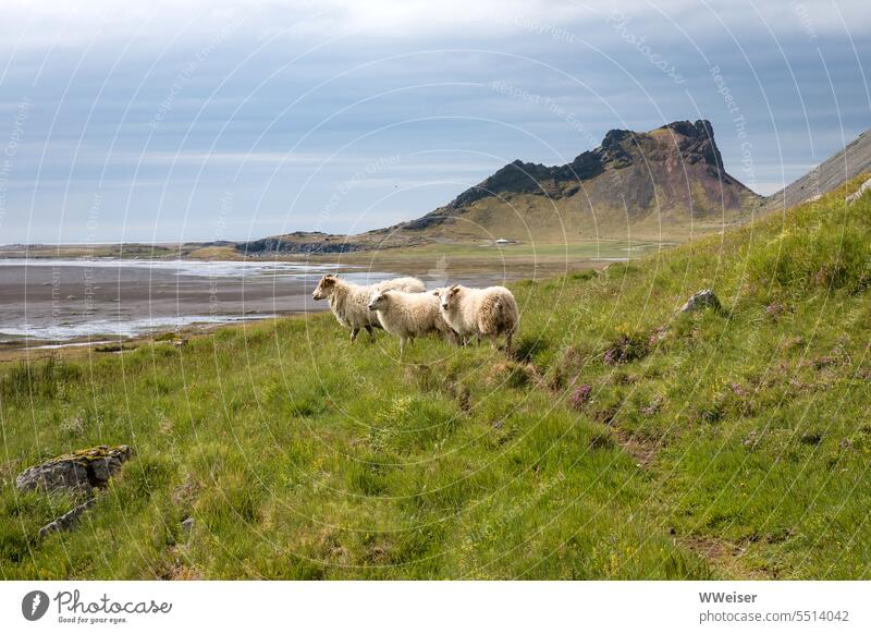 Three sheep form a pretty bleating chorus line in the Icelandic landscape Landscape coast Meadow country Farm animals Wool sunny panorama mountains path Hiking