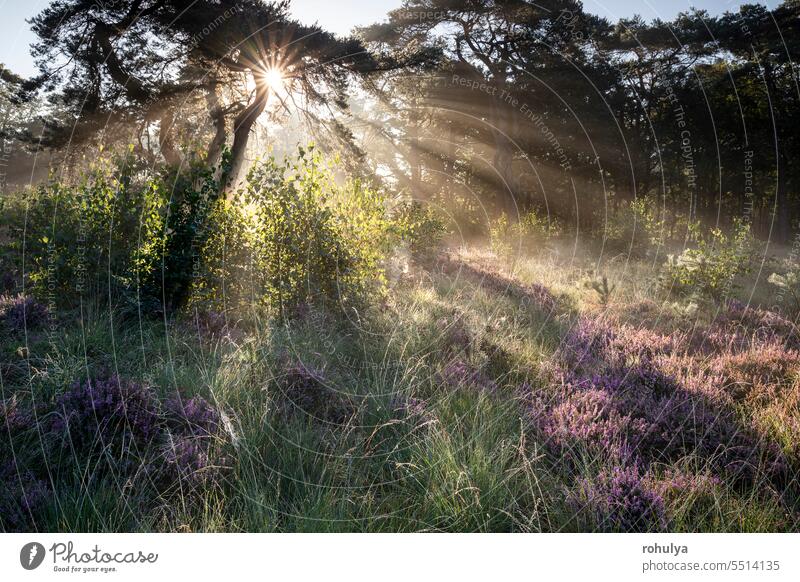 dramatic sunbeams in foggy forest with heather flowers mist sunrise sun rays sunlight sunshine dawn early morning ling bloom blossom flora plant pink purple