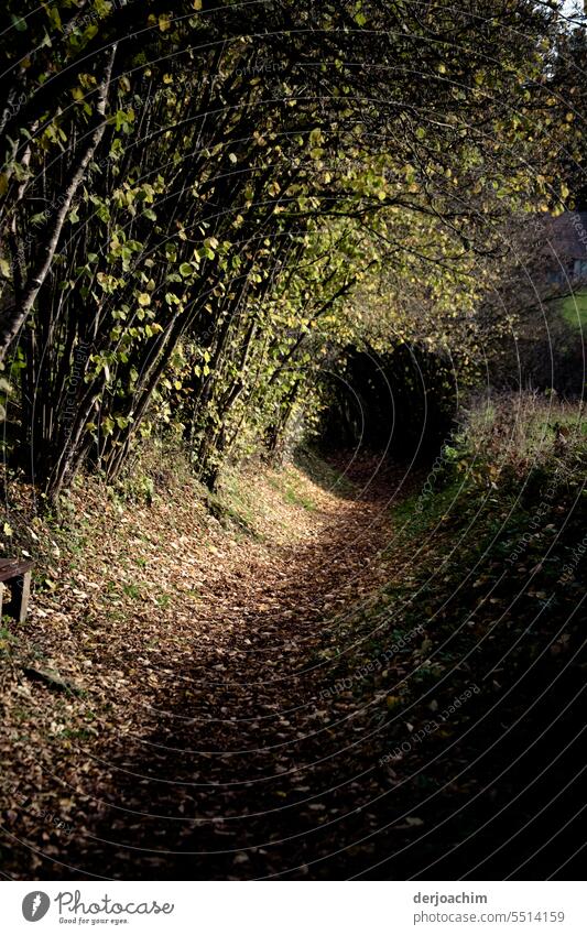 You have to go through this green hell if you want to go home. There is no other way to get there. green tunnel Green Tunnel Dark Shadow plants Leaves daylight