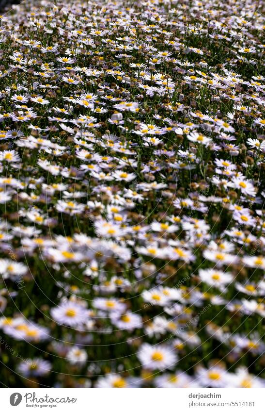 Daisies without end / Asteracae Daisy Field Summer Nature Yellow Close-up Floral White pretty Blossom Plant Fresh Bright naturally Blossom leave heyday Flower