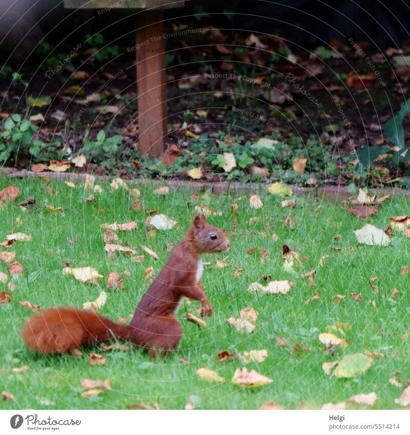 red squirrel foraging in garden Squirrel Animal rodent Grass Meadow foliage Leaf Garden Wild animal Nature Cute Exterior shot Small Colour photo Curiosity