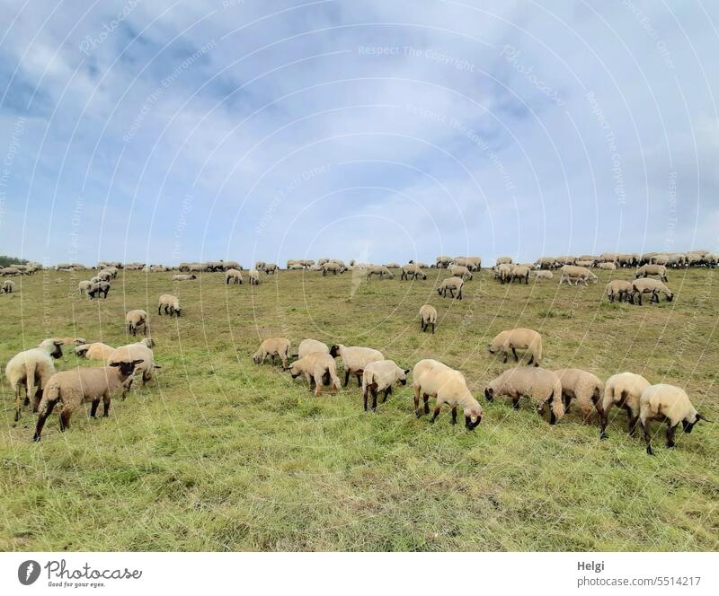 Flock of sheep on dike Sheep Animal Dike Meadow Grass graze To feed Sky Clouds Beautiful weather late summer Northern Germany Peaceful Idyll idyllically