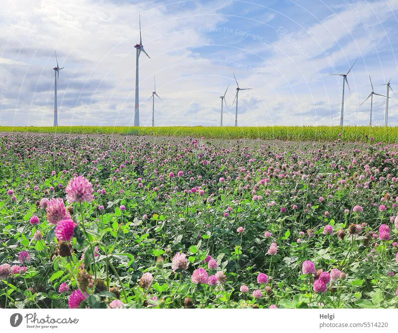 Agriculture meets wind power Red clover Field acre forage plant Blossom Clover blossom Pink Mustard Mustard plant Mustard flower Yellow windmills Wind turbines