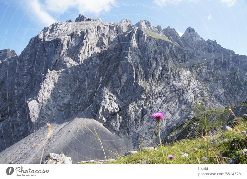 View of Hochkönig mountain Alps Hiking Landscape Flower Austria High King Nature Rock