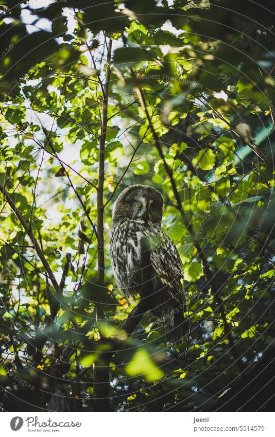 Mindfulness | Discover wonderful animals in the branches Tree owl Animal Bird Twigs and branches Sit Wild animal Calm Bird of prey Nature Looking