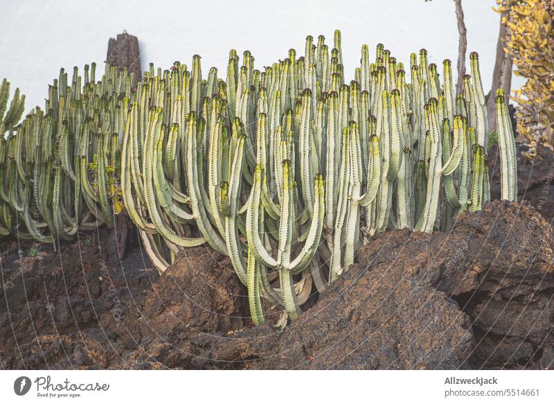 a group of cacti on lava rock Cactus cactus plant plants plant world Green Lava rock sky Tall Upward Towering Growth wax waxing