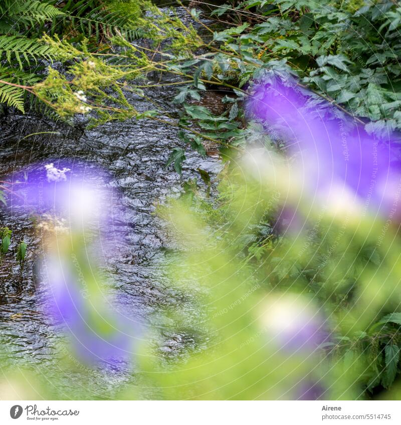 everything is always in flux... River flowers shallow depth of field Brook Flow Water Bridge Planting flower decoration Bird's-eye view Nature Green purple