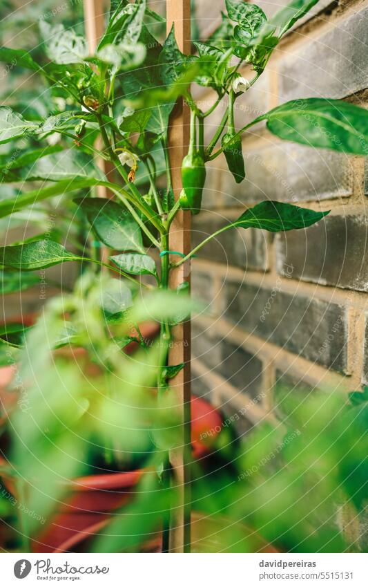 Green peppers growing in vegetable garden in balcony green plants leaf leaves urban fruit small pot terrace close up detail growth empty nobody real estate