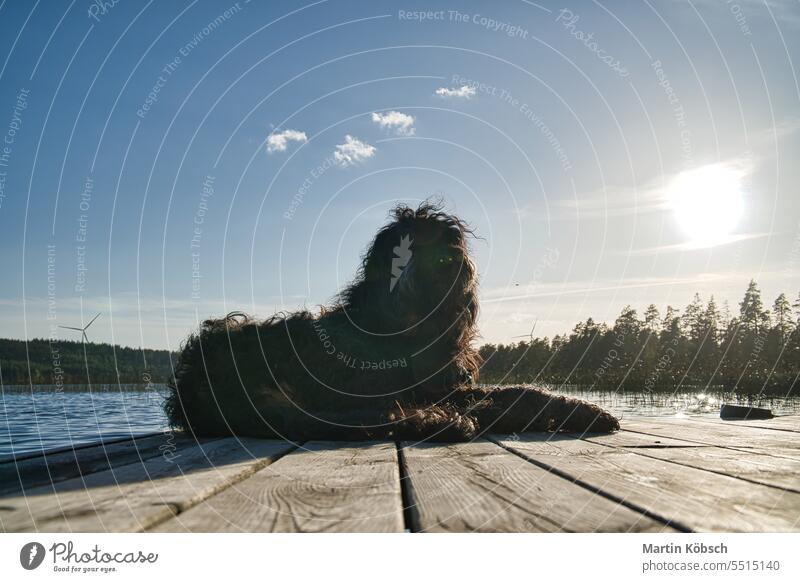 Goldendoodle dog on a jetty by a lake in Sweden. Nature in Scandinavia with a pet F1B puppy poodle golden retriever black and tan curly water fluffy forest