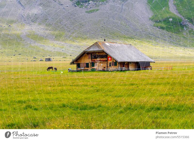 Traditional farm house in Engstligenalp, the largest plateau in the western Swiss Alps. Alpine pasture in summer with blooming wildflowers. travel nature wood