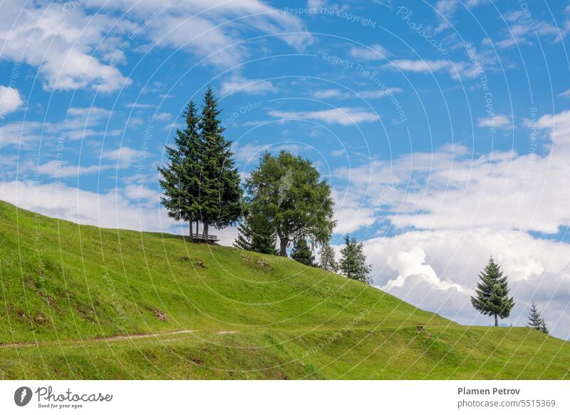 Pine trees on the green hill against beautiful blue sky with white clouds at sunny bright day in summer. Scenic mountain landscape near the village of Trins, Tyrol, Austria.
