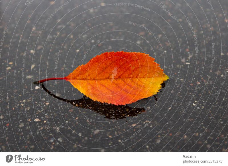 A single fallen autumn  leaf in the center in a puddle on the asphalt, close-up. One bright leaf of a tree on dark asphalt is the concept of a bright, extraordinary personality, self-confidence, be different from everyone else.