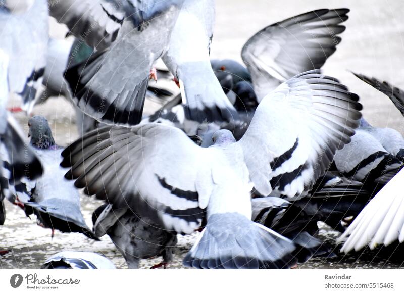 A group of pigeons on my property Gray Group Animal Nature Grand piano Feather animal world Pigeon Bird Large Freedom Feeding Wait Feeling of togetherness