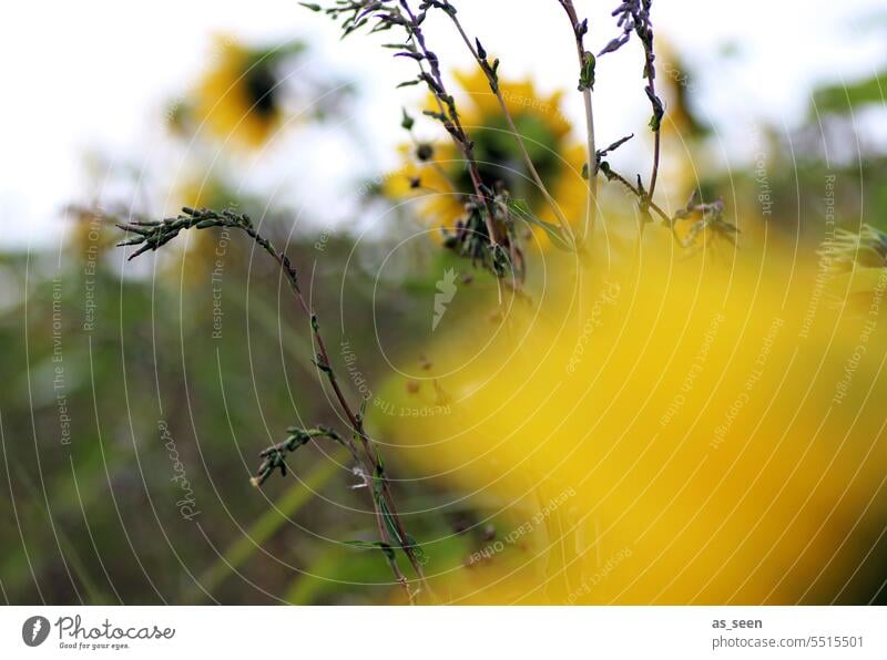 Sunflowers in the wind Autumn Green Yellow blurriness Wind October September Nature Plant Exterior shot Colour photo Flower Summer Blossom Sunflower field