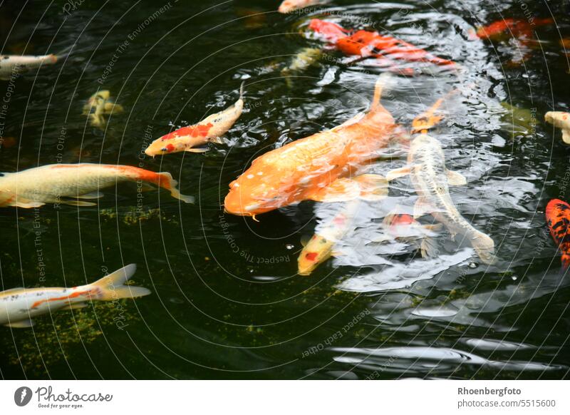 Koi carp in a fish pond Orange blurred be afloat Observe Large Fishing (Angle) Colour photo Flake Animal Swimming & Bathing Animal portrait Exterior shot