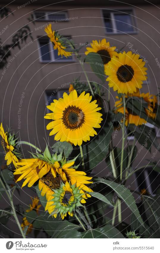 Sunflowers bloom in the middle of the city on small, public green strips between apartment buildings at dusk. Nature Blossom Plant late summer Autumn September