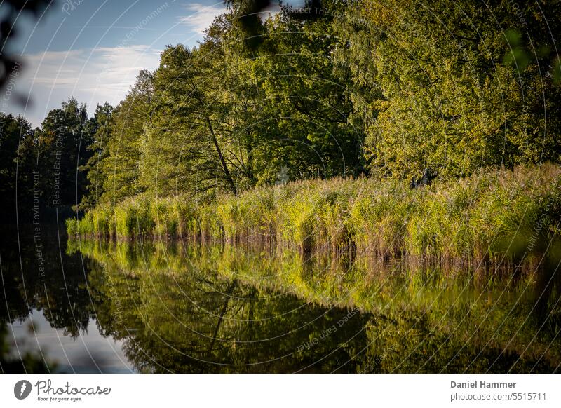 Row of trees with reeds in front on the bank of a pond, photographed through foliage border . Blue sky with light clouds and reflection in the water. Tree