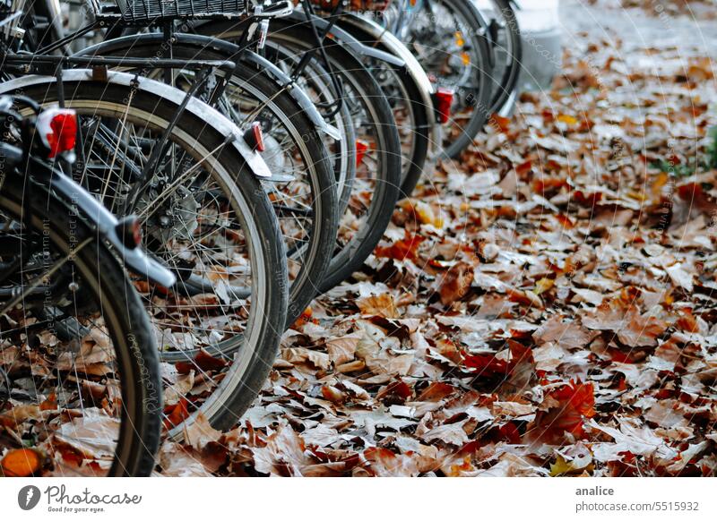 Parked Bikes with fall leaves on the floor bike wheels Autumn leaf autumn mood Autumn leaves Autumnal colours Bicycle bicycles Seasons autumn colours