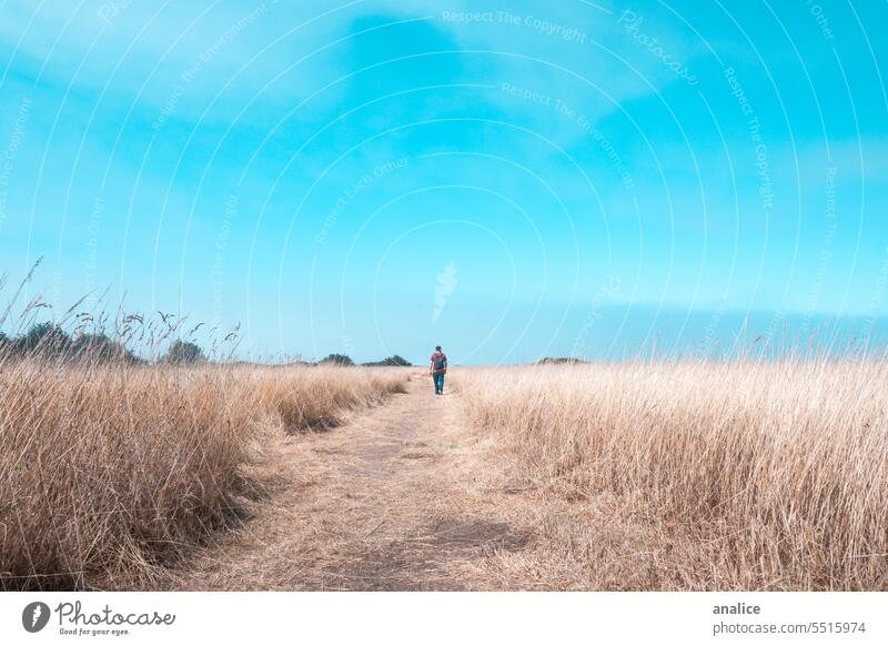 Person walking away from camera on wheat field person Human being Walking Field Wheat Wheatfield Blue sky Sky path road pathway alone lonely traveler