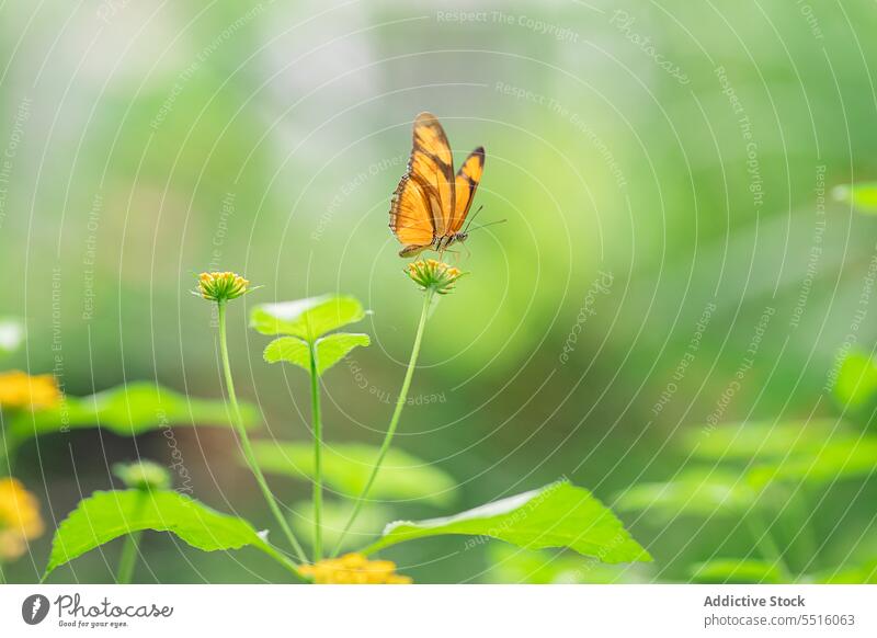 Yellow and brown butterfly sitting on yellow flower blossom plant flora wing colorful habitat bloom forest nature insect pollen vivid bright natural floral