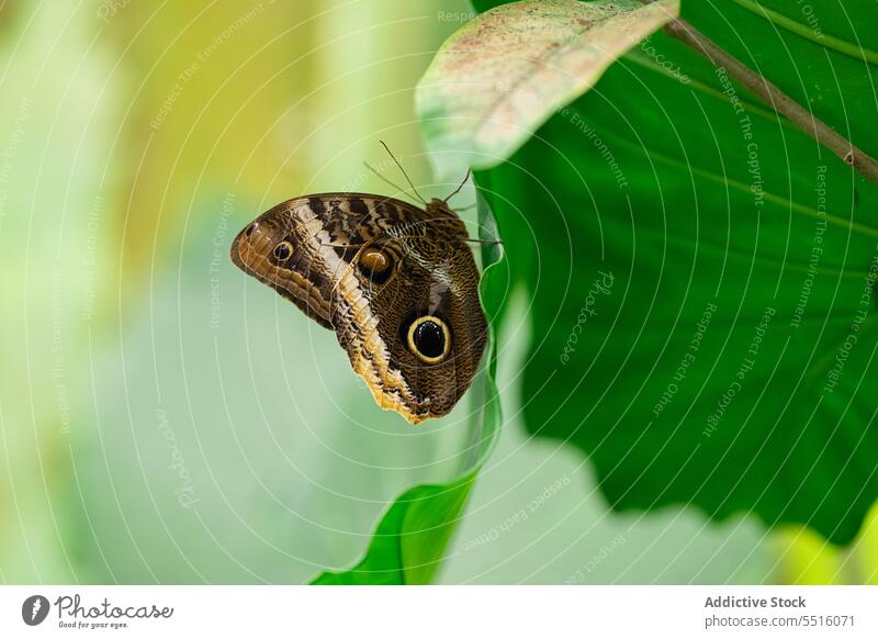 Cute butterfly sitting on leaf in nature grayling stripe insect wing animal creature wildlife pattern fauna environment fragile specie hipparchia fidia color