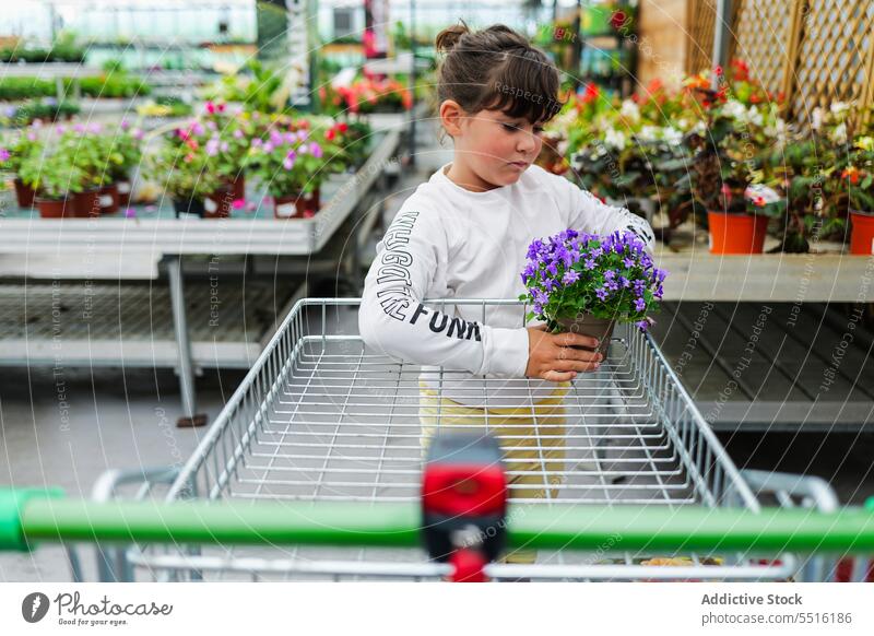 Cute child standing and carrying potted flowers plant in greenhouse trolley summer kid adorable growth garden horticulture botany organic vegetate childhood