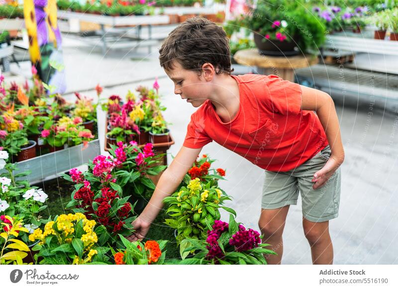 Cute boy standing and touching potted flowering plants in daylight kid horticulture flora green summer greenhouse child preteen adorable admire casual play